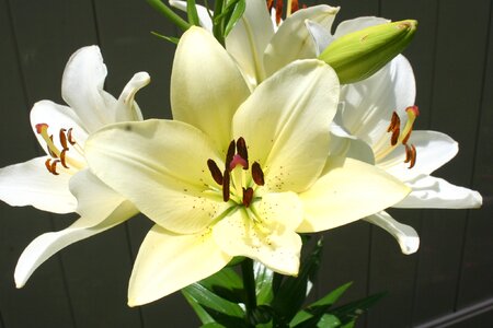 White lily flower photo