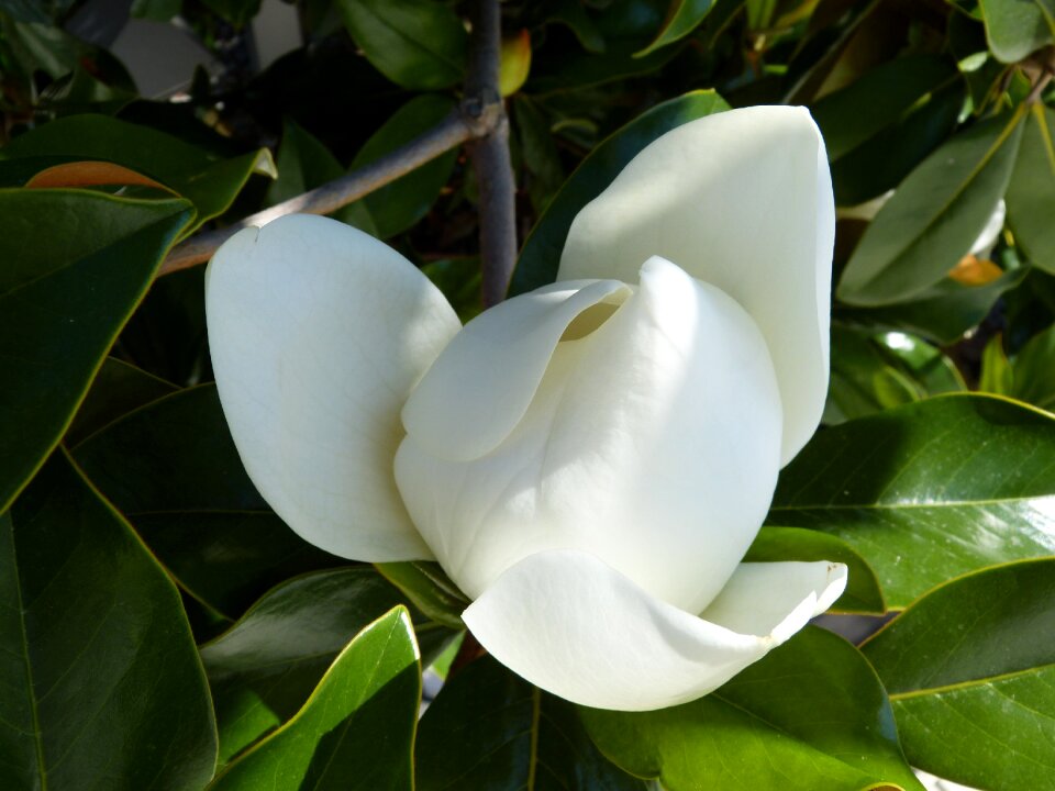 Blossom bloom white