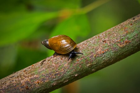 Animal slide snail shell photo