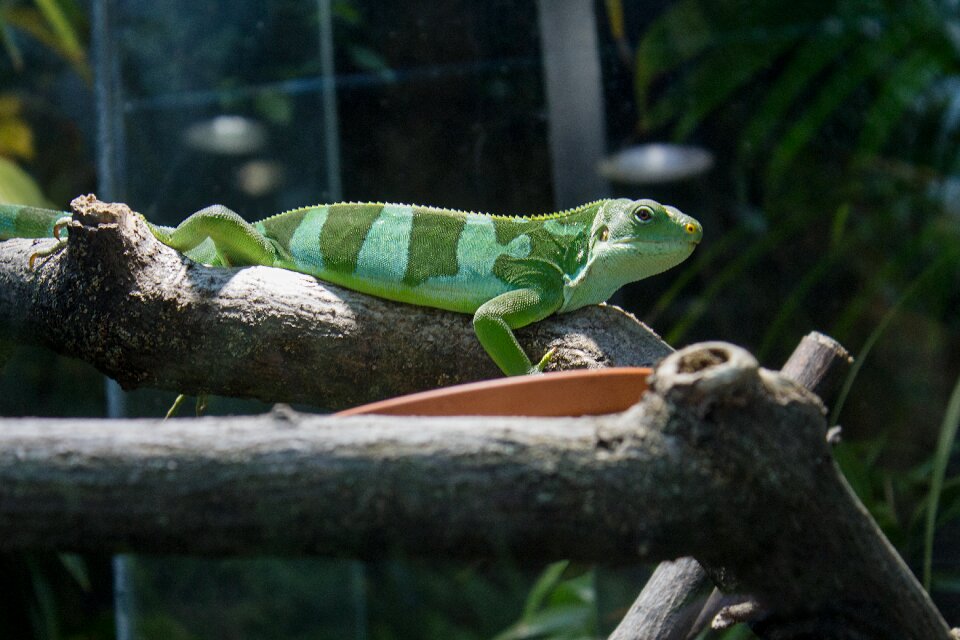 Animal reptile nature
