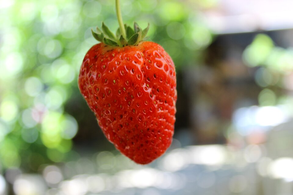 Strawberry red nature