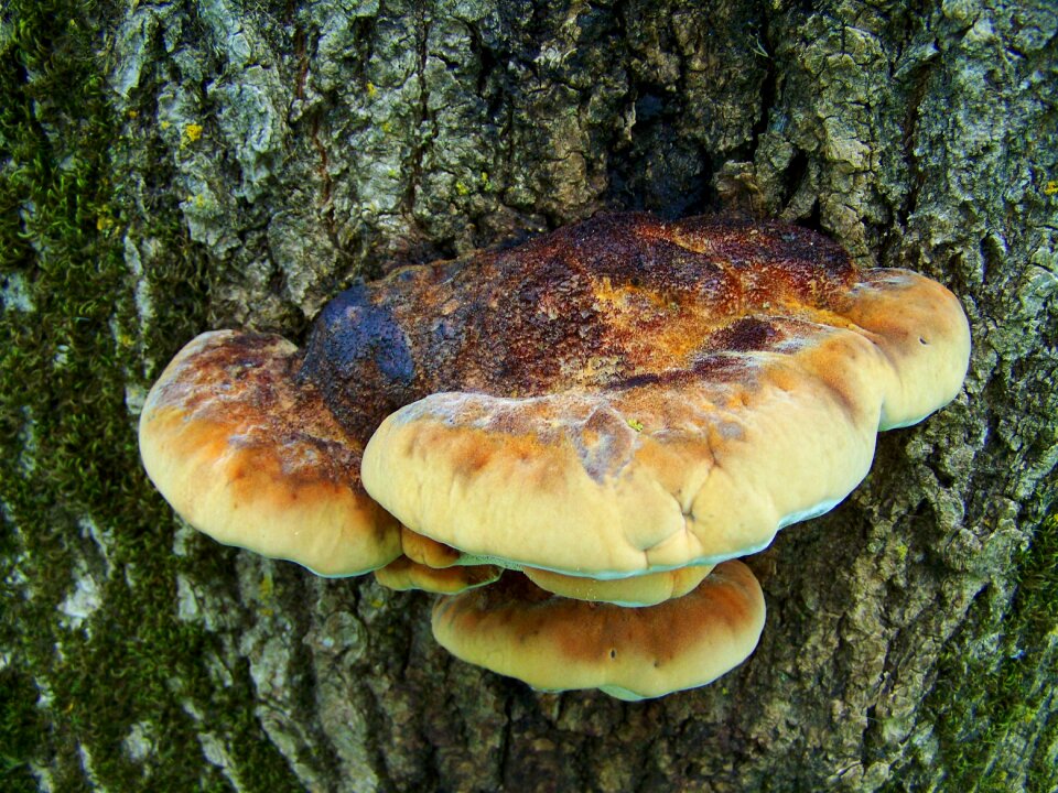 Tinder fungus nature forest
