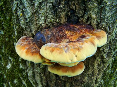 Tinder fungus nature forest