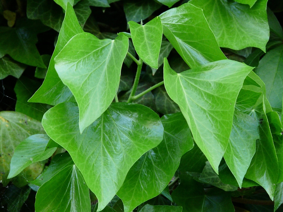 Green ivy growth fouling