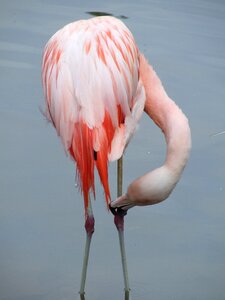 Bird feather water bird