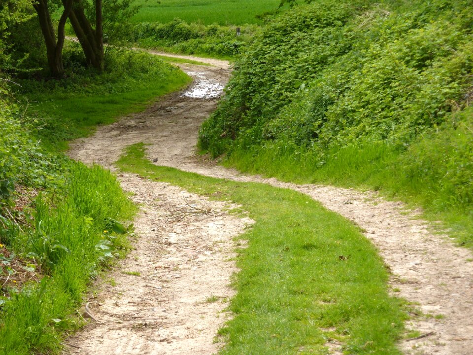 Countryside green road
