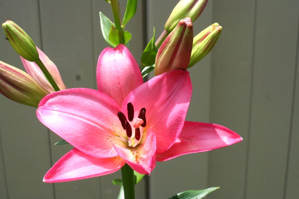 Flower garden floral nature