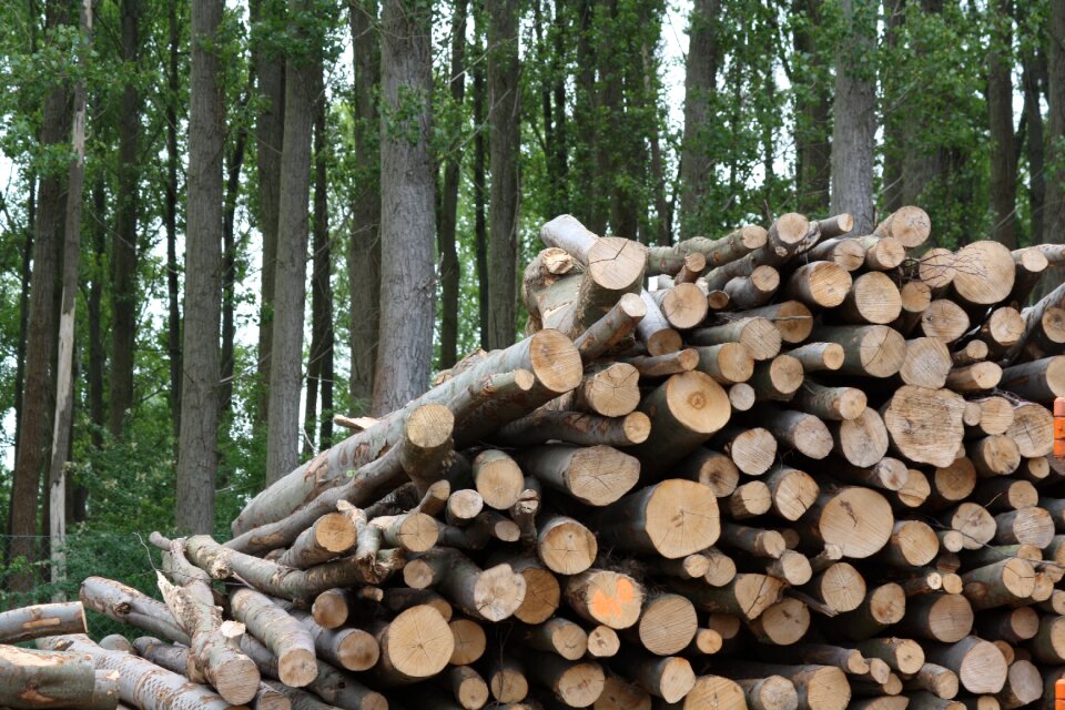 Wood biomass trunks