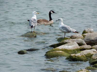 Gulls birds waterfowl photo