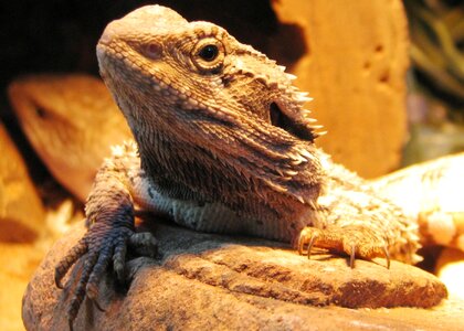 Wildlife reptile animal