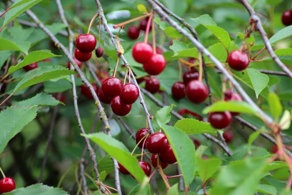 Red fruits branch photo