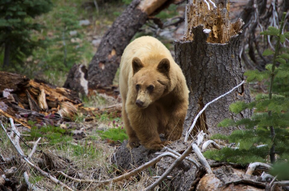 National park wilderness nature
