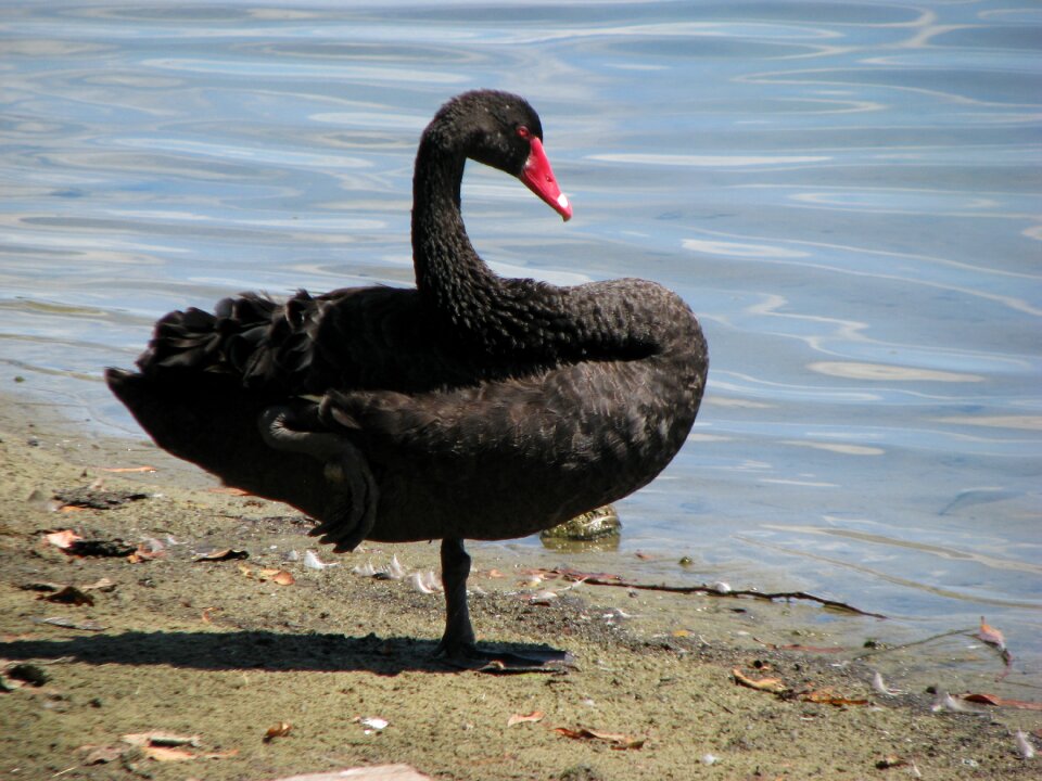 Black bird