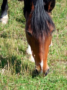 Eyes friendly equestrian photo