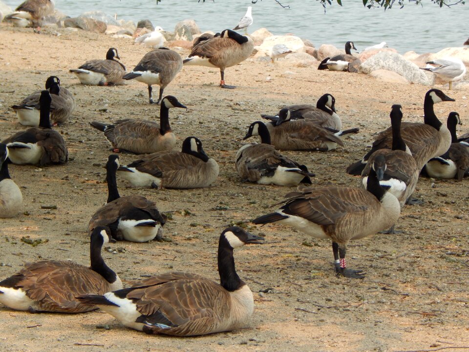 Canada waterfowl wildlife