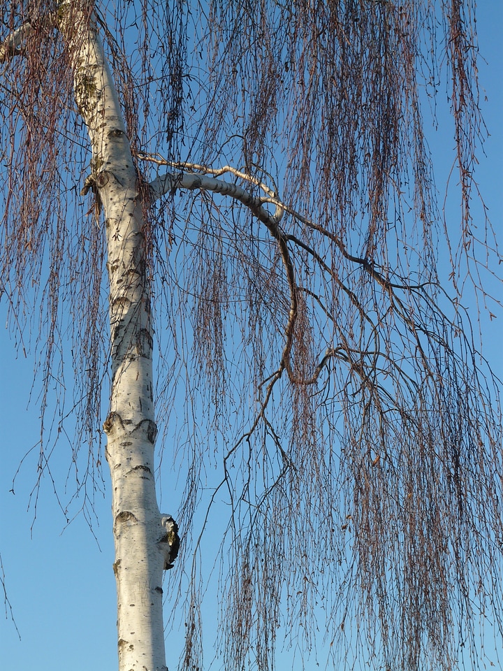 Tribe bark branches