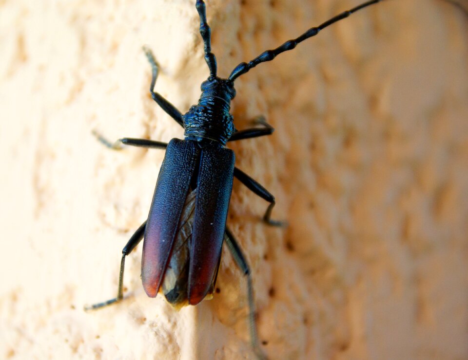 Capricorn's oak wings antennas