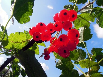 Appetizing leaves fruit