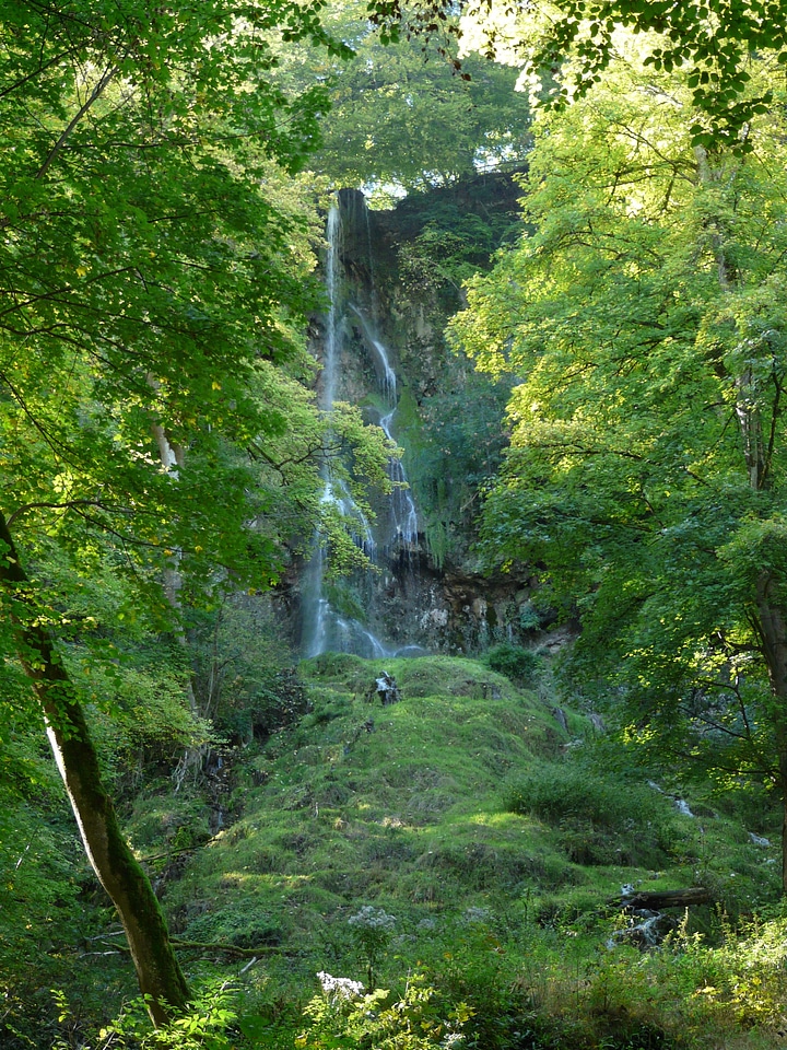 Forest green trees