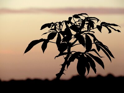 Silhouette shadow eventide