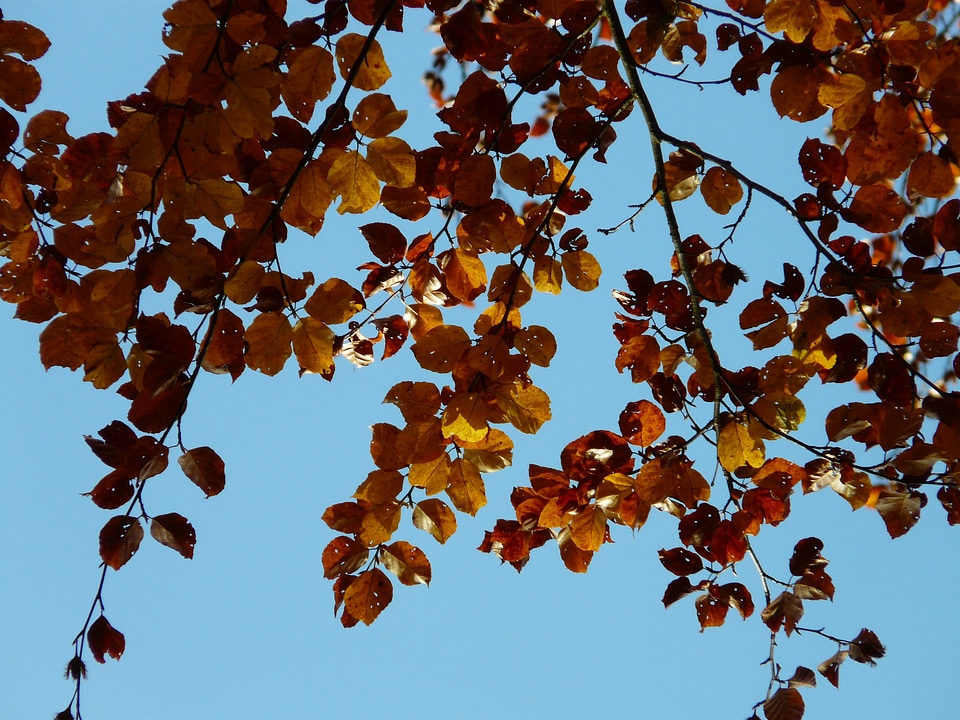 Forest autumn october
