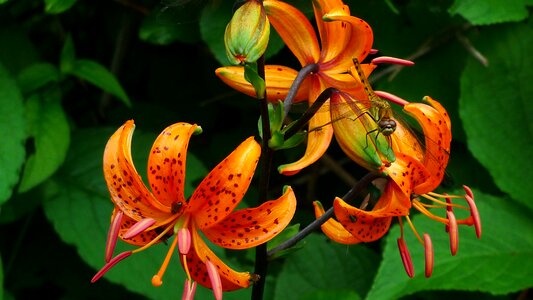 Flowers insects nature