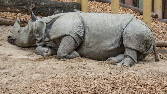 Zoo mammals animal world