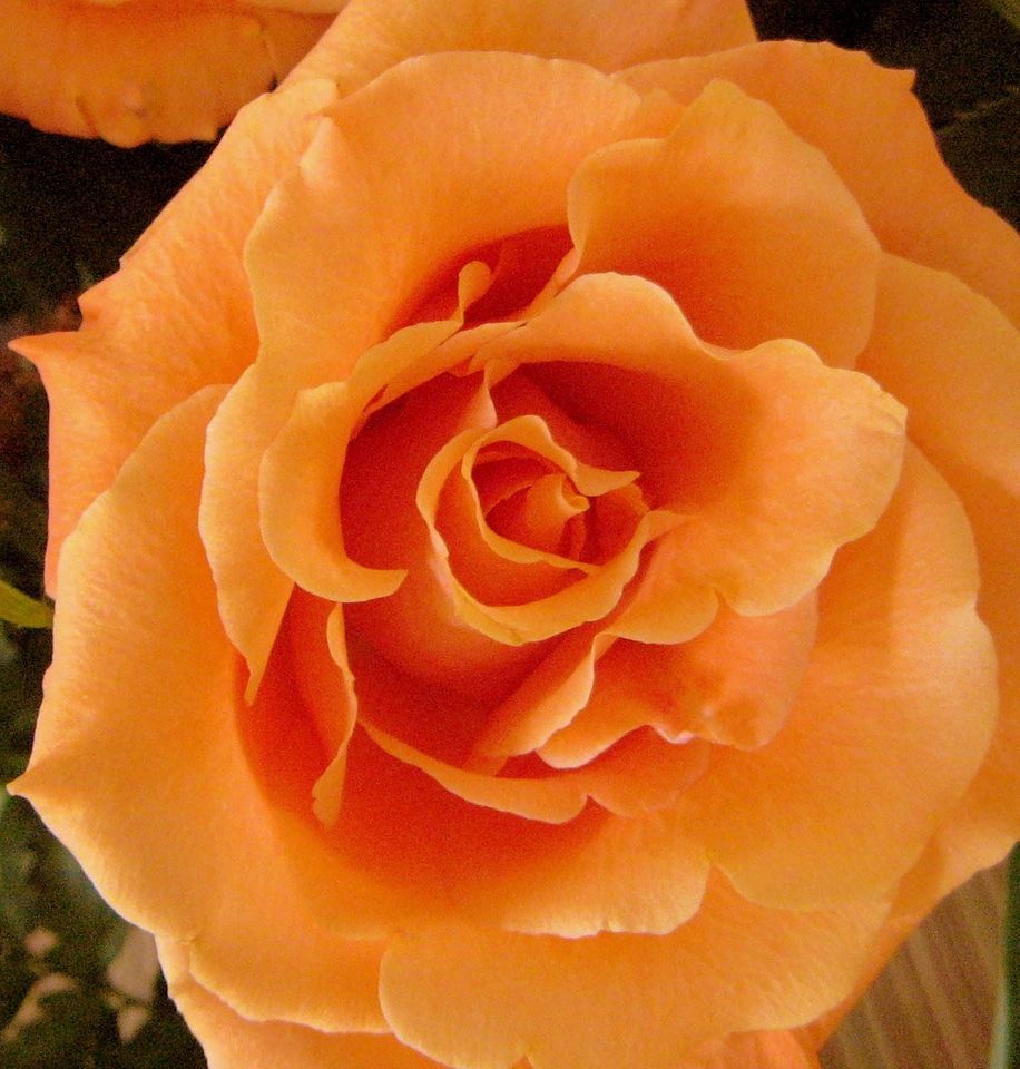 Fragrant love romantic