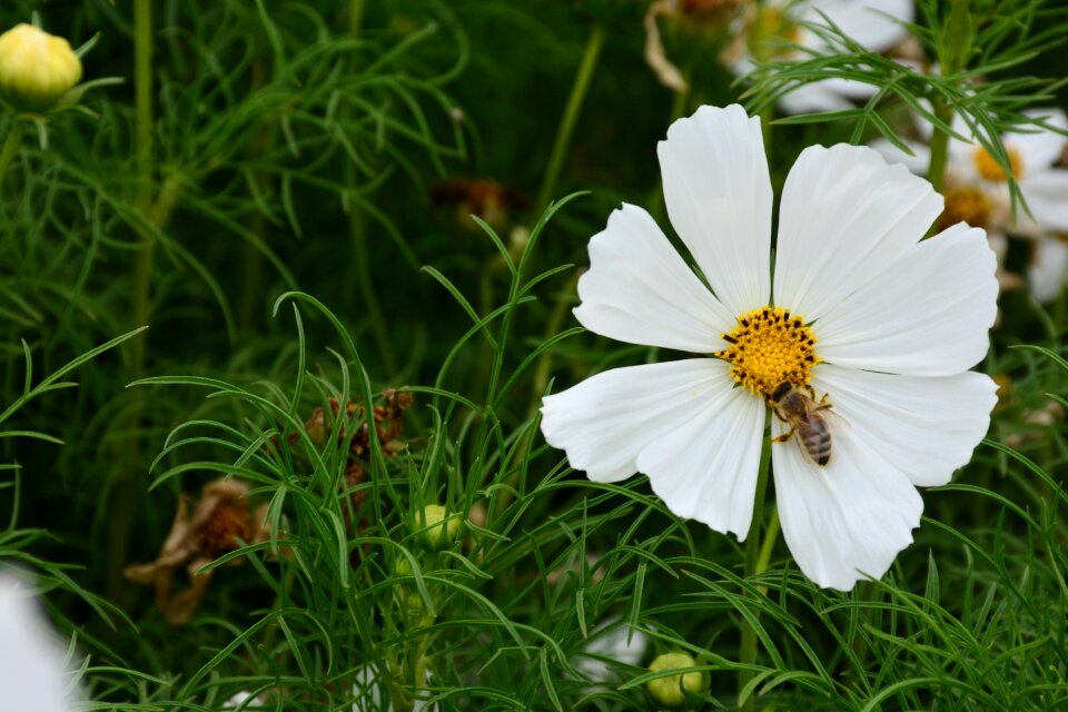 Beautiful pretty white