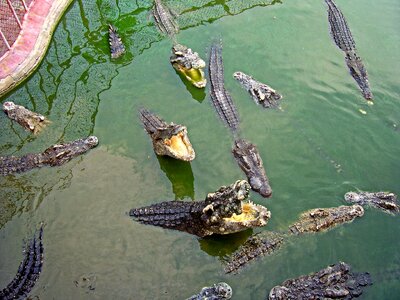 Crocodile samut prakan thailand photo