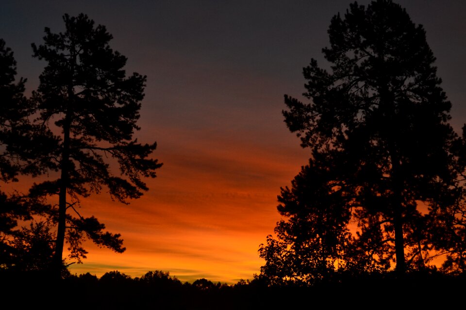 Trees nature landscape photo