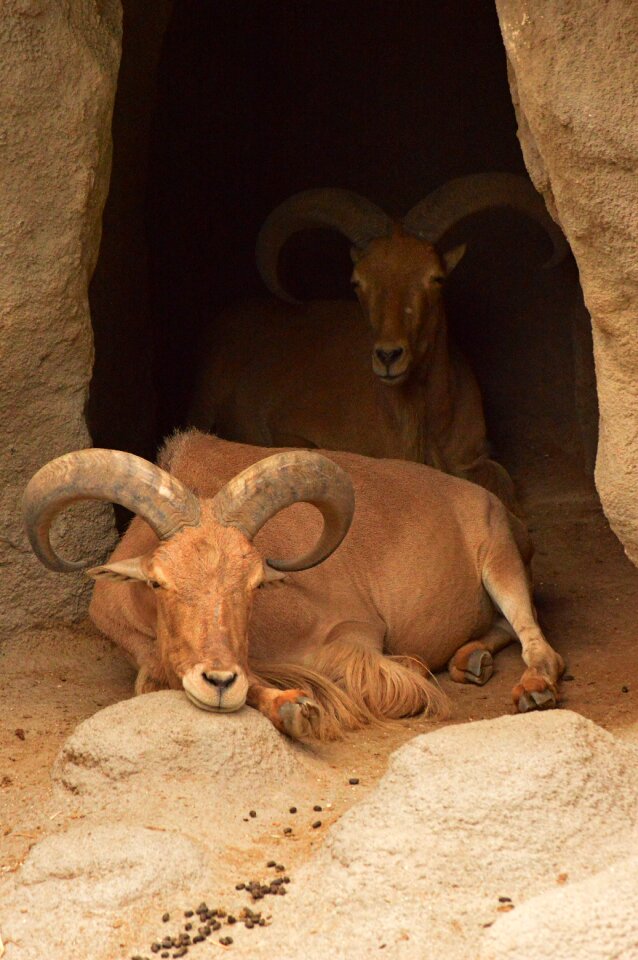 Goat zoo rest