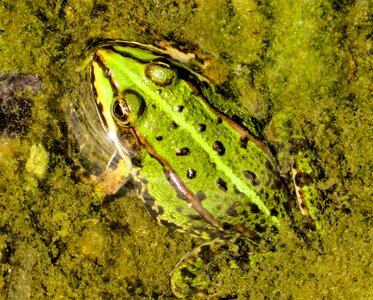 Amphibian pond green photo