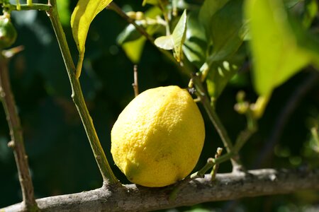 Citrus fruits mediterranean spring photo