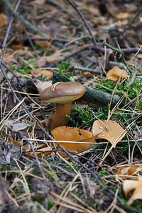 Autumn edible eat photo