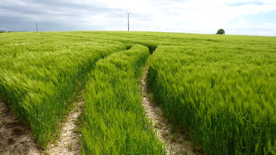 Countryside green wheat photo