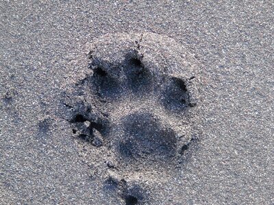 Footprint dog beach sand photo