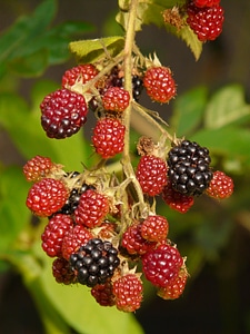 Immature semi mature red