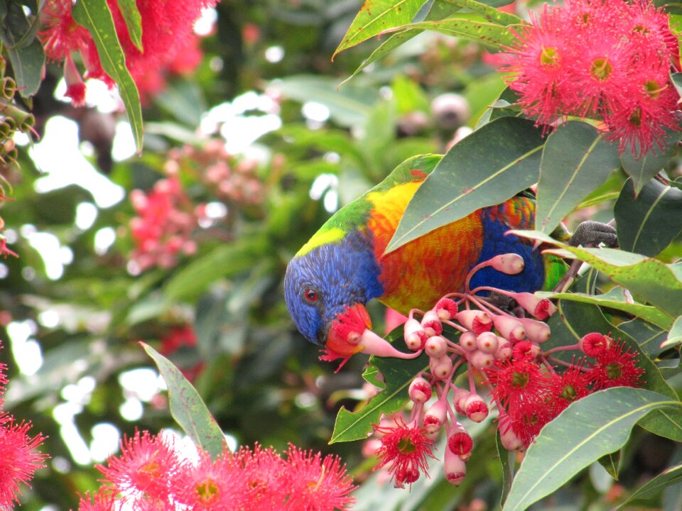 Colorful australia