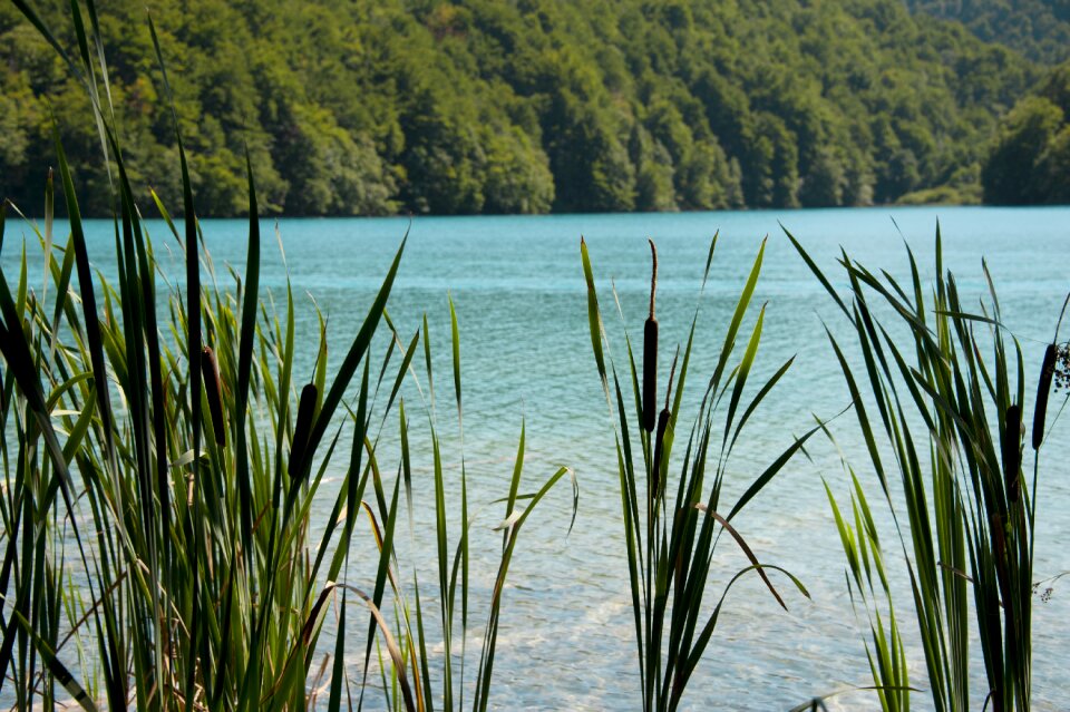 Landscape nature plants