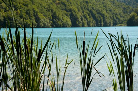Landscape nature plants