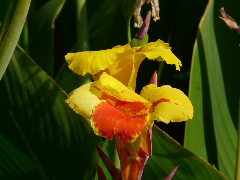 Cannaceae flower blossom