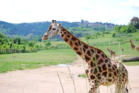 Giraffe the prague zoo animal