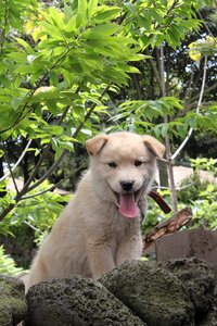 Animal canine adorable