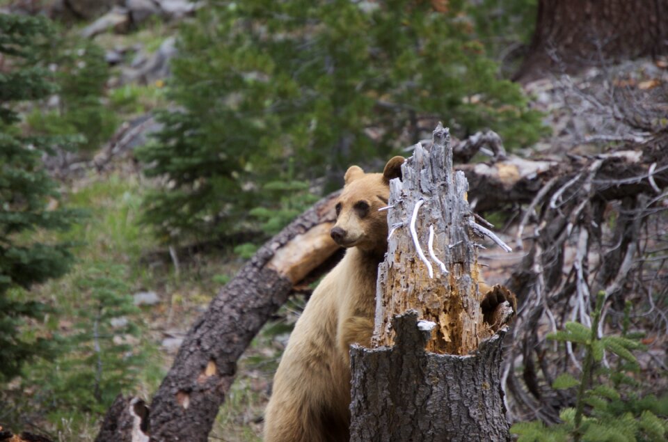 National park wilderness nature