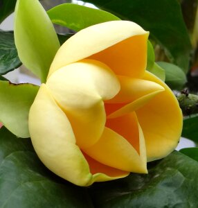 Tropical bloom blooming