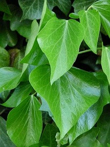 Green ivy growth fouling