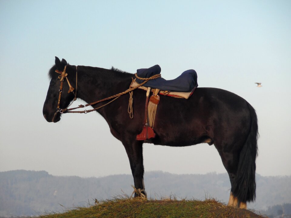 Horse mount field