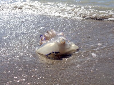 Medusa beach sea