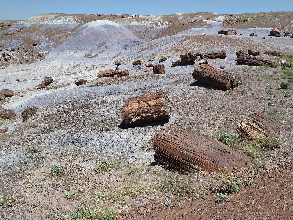 Fossil wood silicified wood wood opal